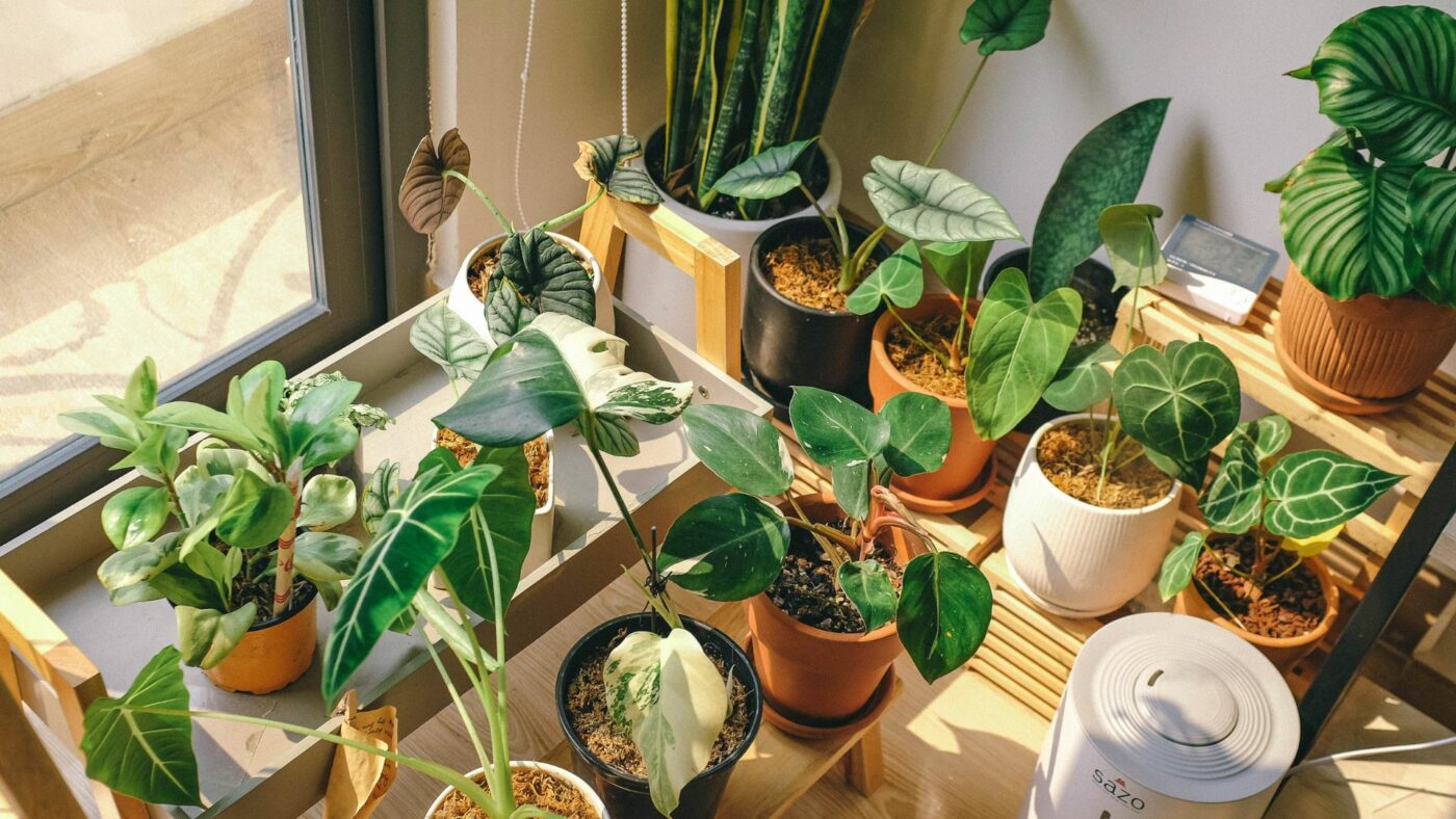 Quand commencer à bouturer ses plantes ?