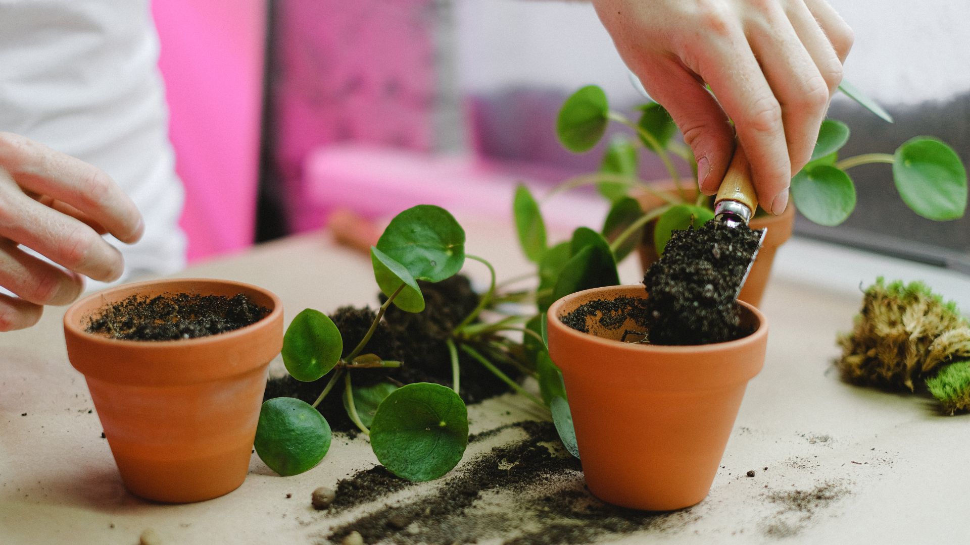comment rempoter une plante d'intérieur - conseils et astuces