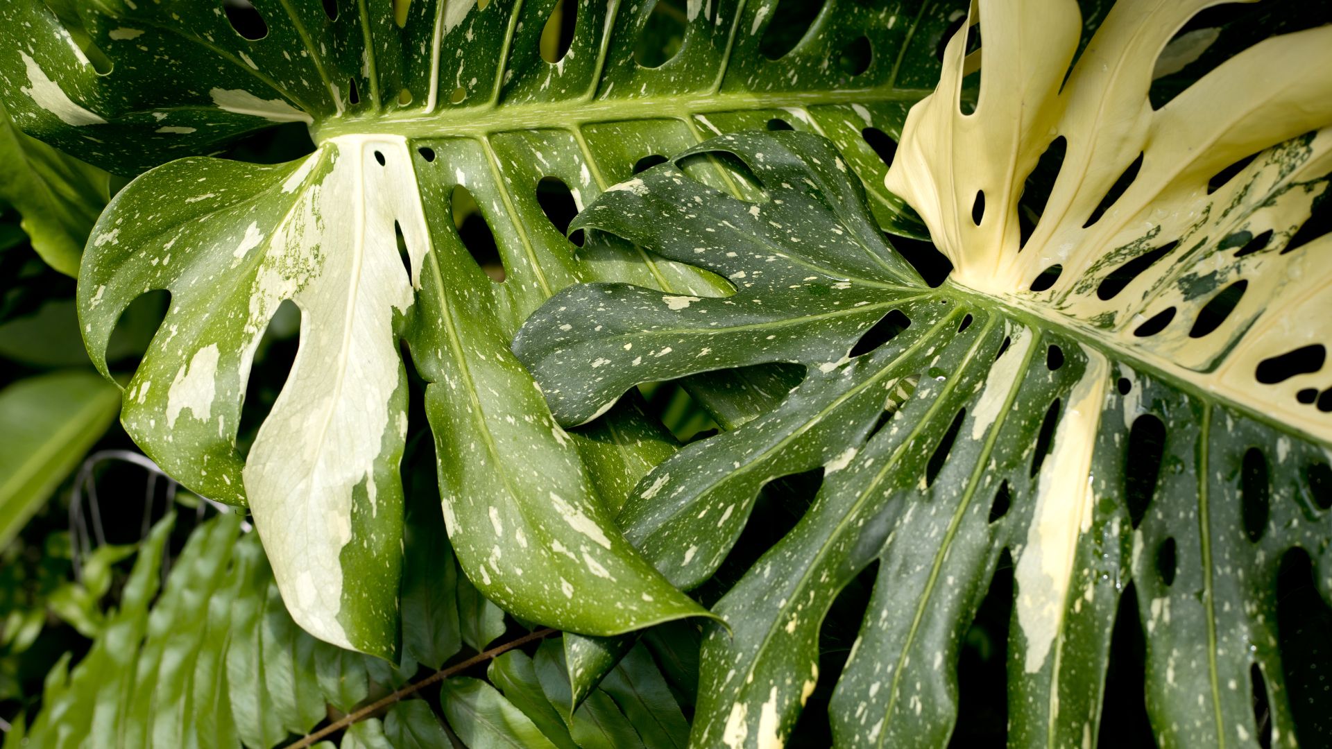 Top 10 des plus belles Plantes Variegata