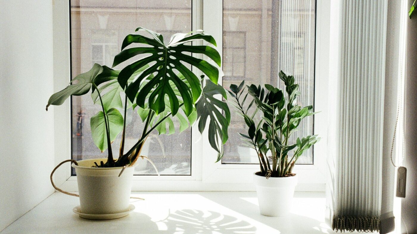 10 plantes increvables pendant les vacances