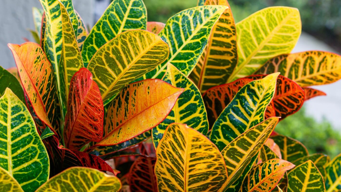 Top 15 des plantes d'intérieur les plus colorées