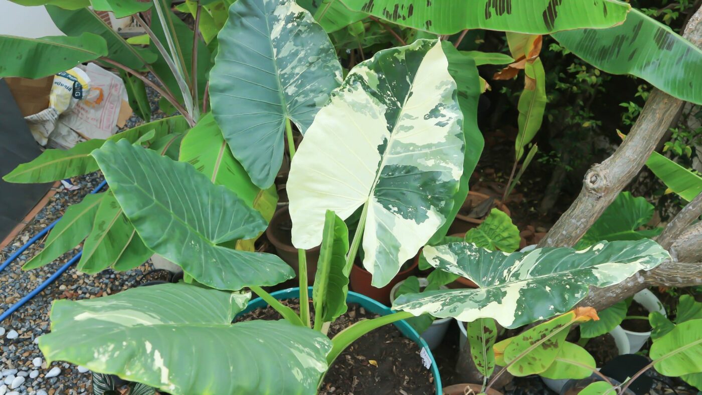 alocasia arrosage et entretien
