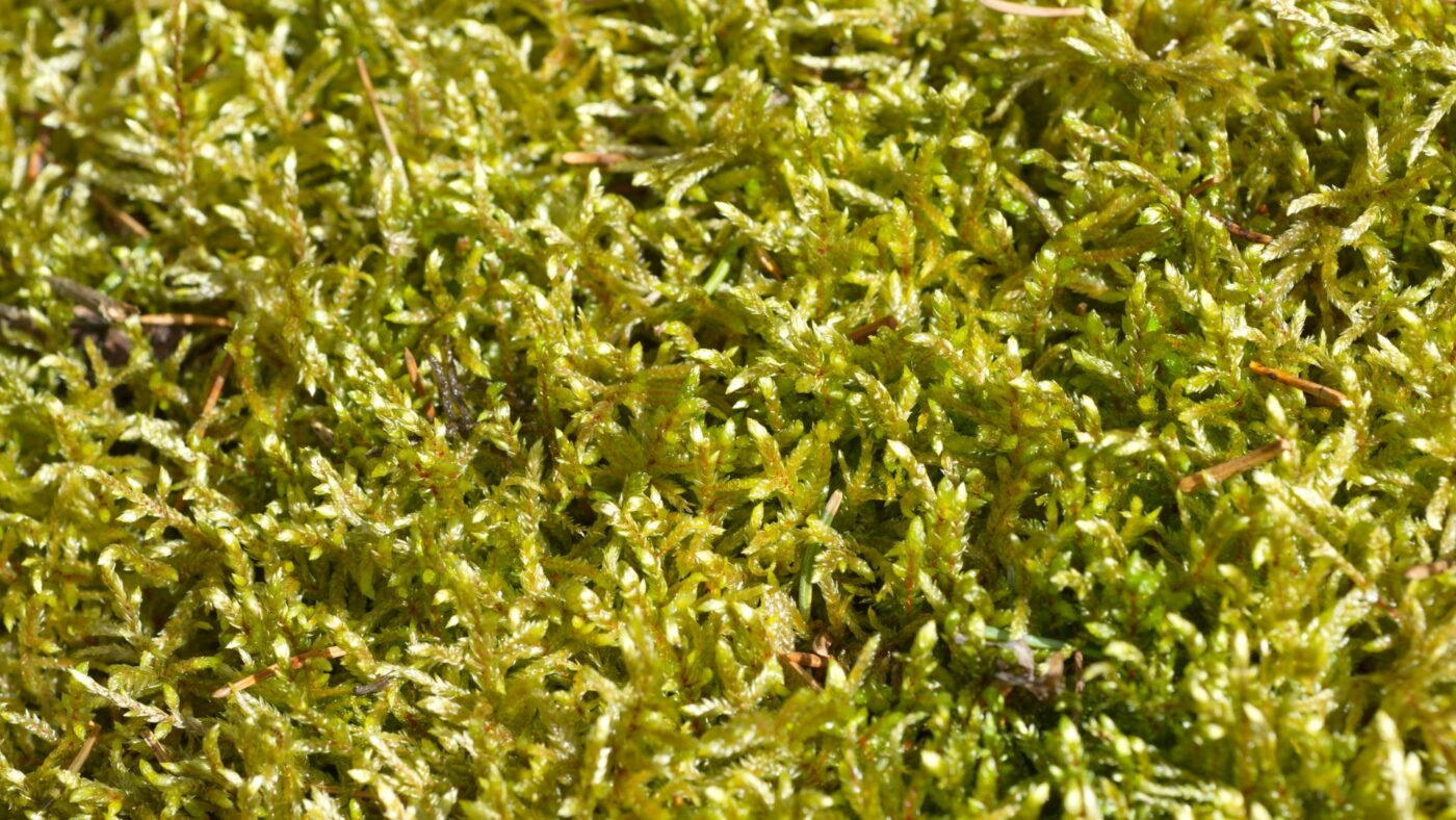 où acheter de la sphaigne vivante de qualité premium