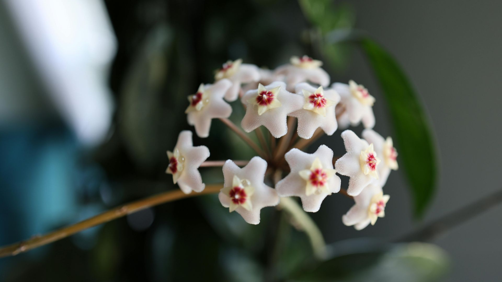 Comment entretenir les Hoya ?