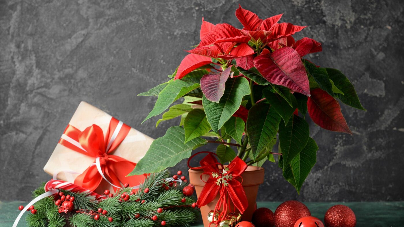 Les meilleurs cadeaux pour les amoureux des plantes à Noel