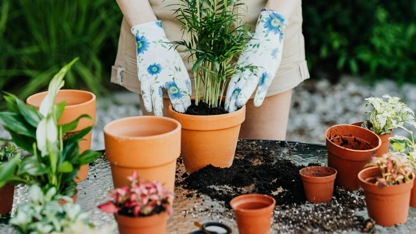 Quel taille de pot choisir pour ma plante d'intérieur ?
