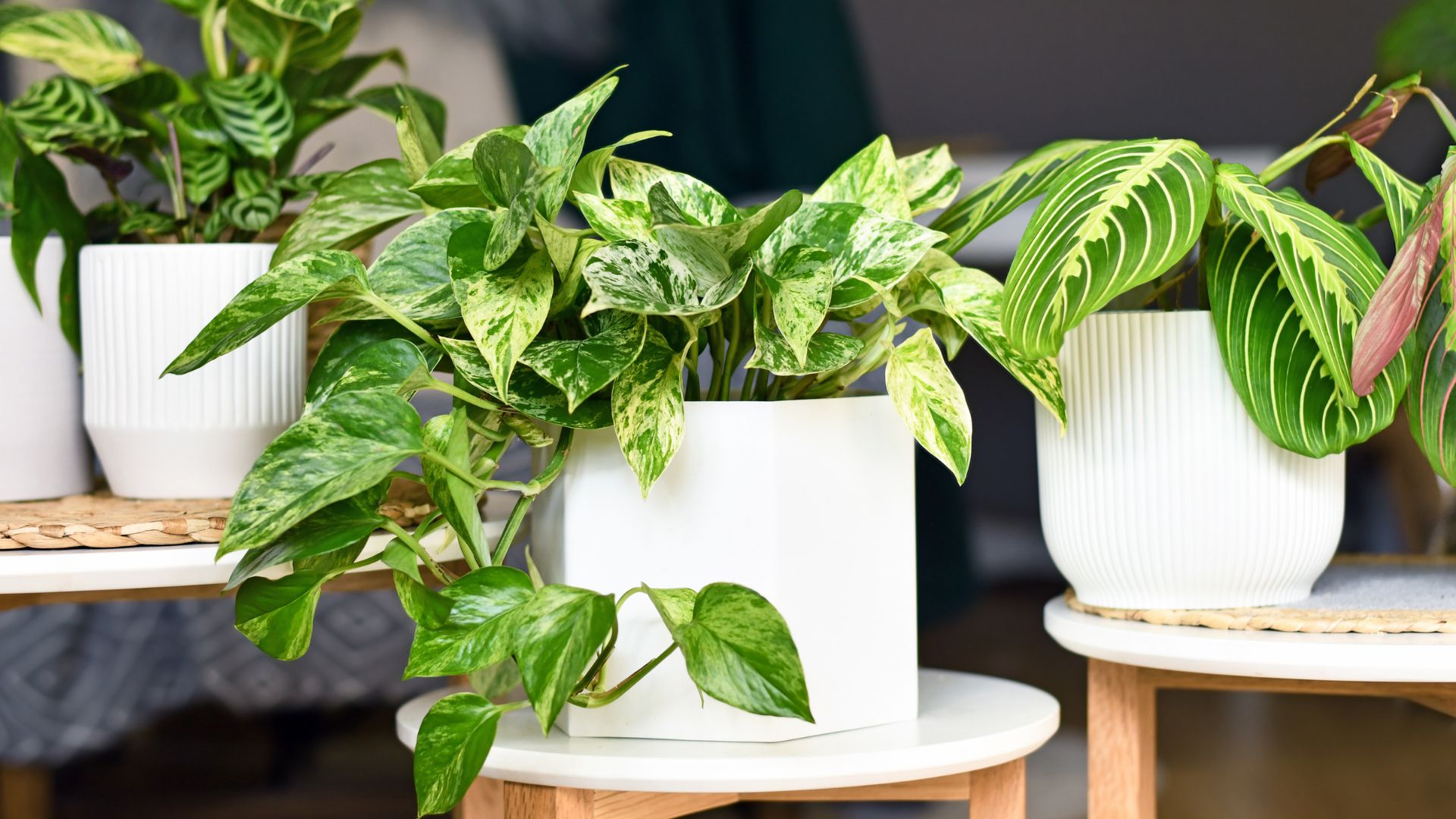 plantes tombantes sur etageres ou macramés