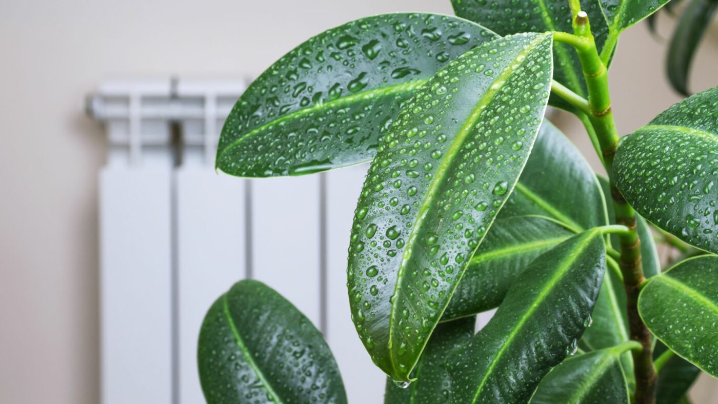 besoin en temperatures et humidité plantes interieur tropicales