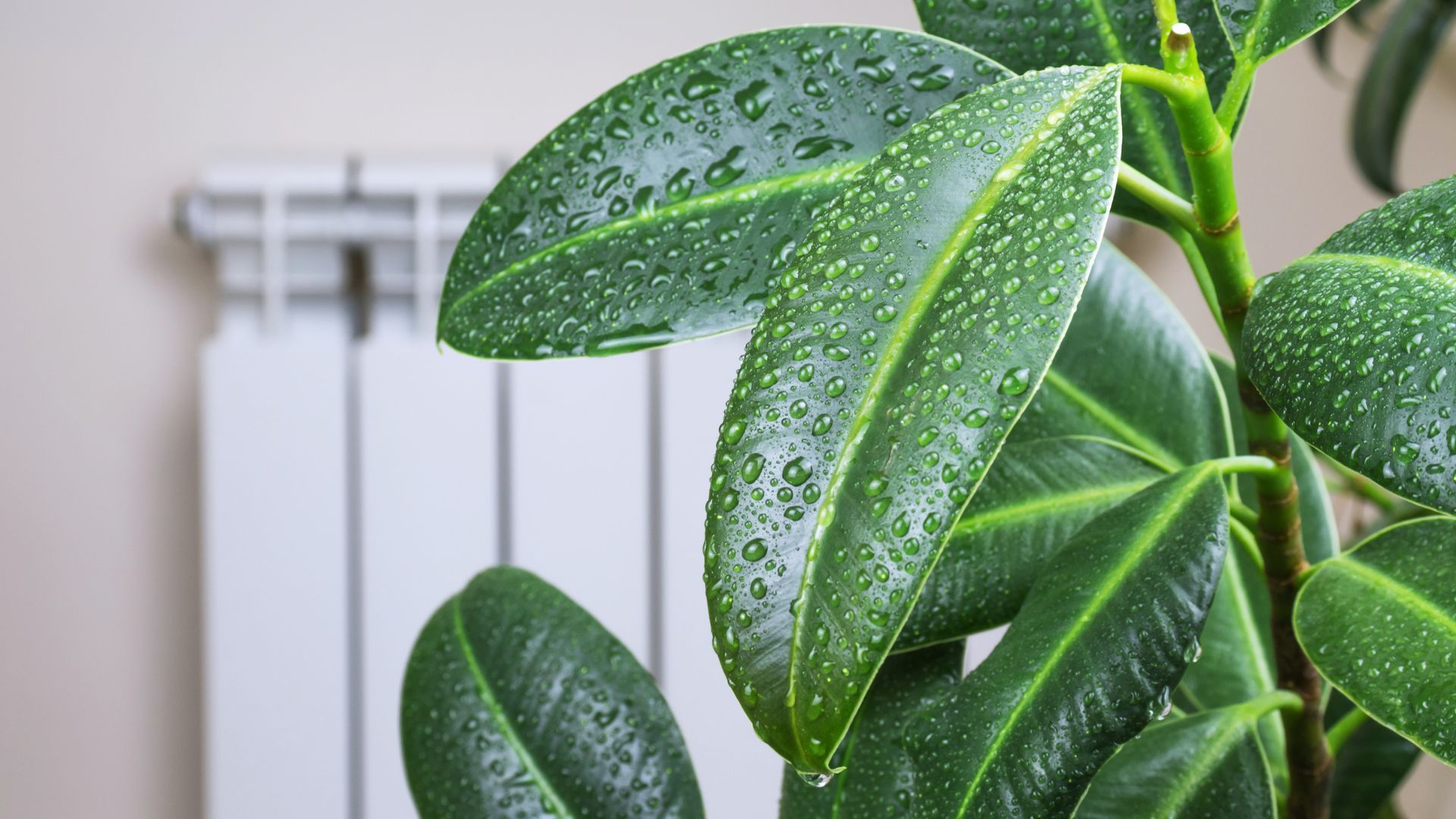 besoin en temperatures et humidité plantes interieur tropicales
