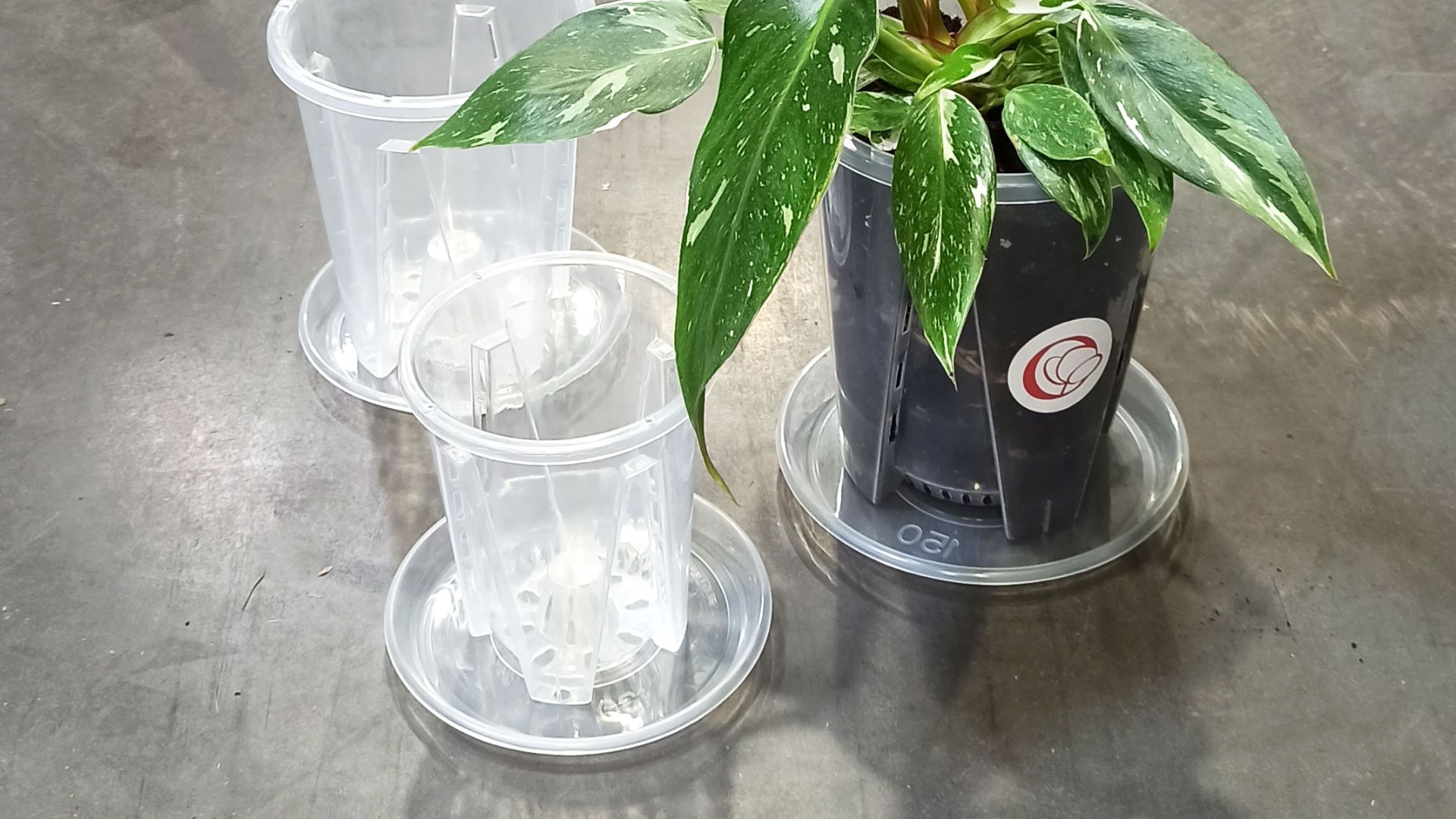 Quels sont les avantages des pots transparents pour les plantes ?