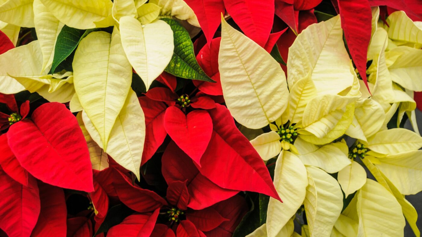 Les 5 plantes les plus populaires à Noel