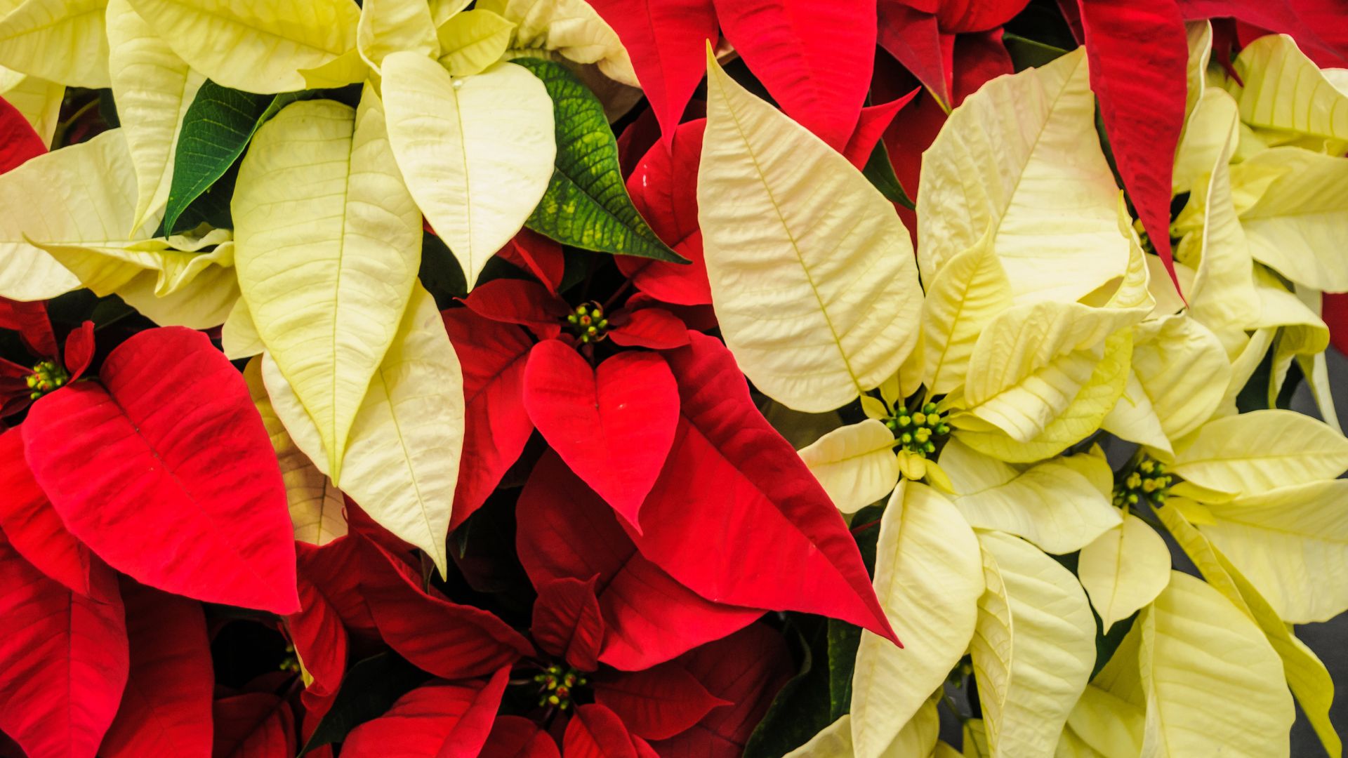 Les 5 plantes les plus populaires à Noel