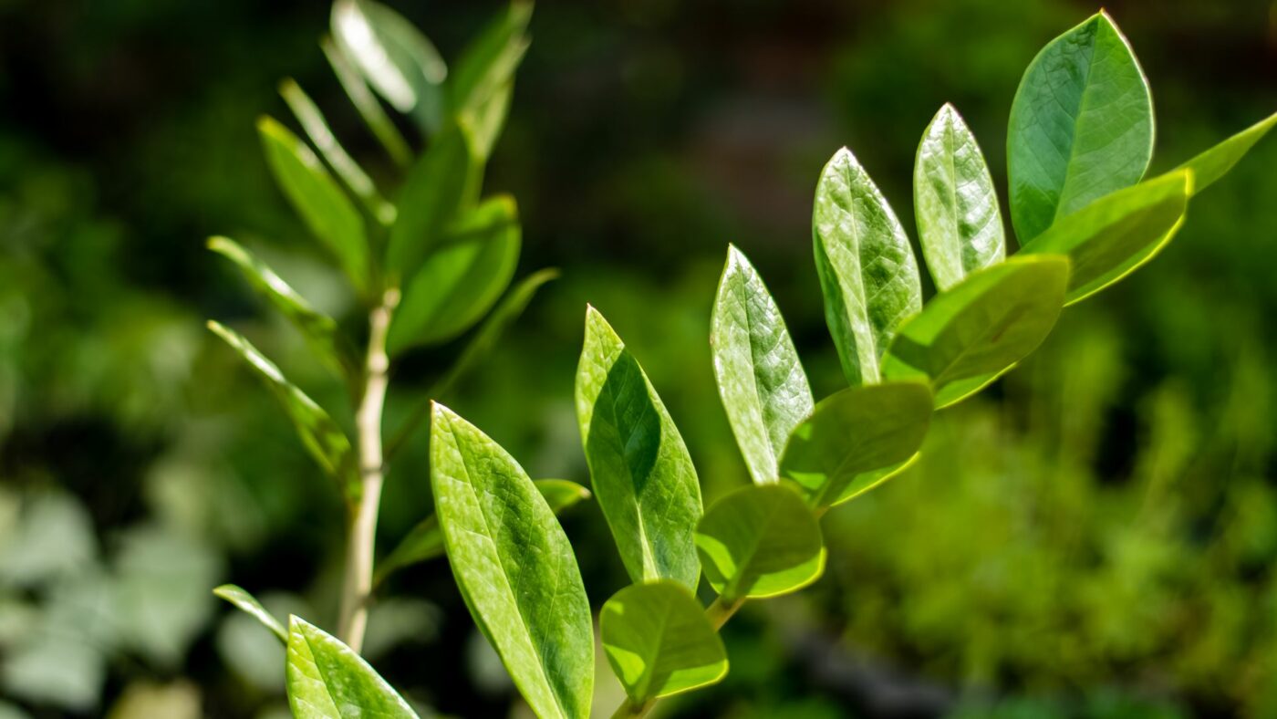 Comment entretenir les Zamioculcas ?