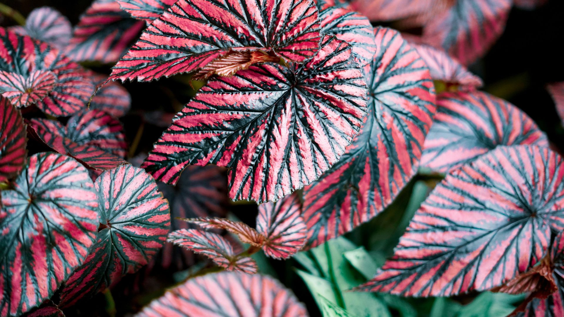 Comment entretenir les Begonia ?
