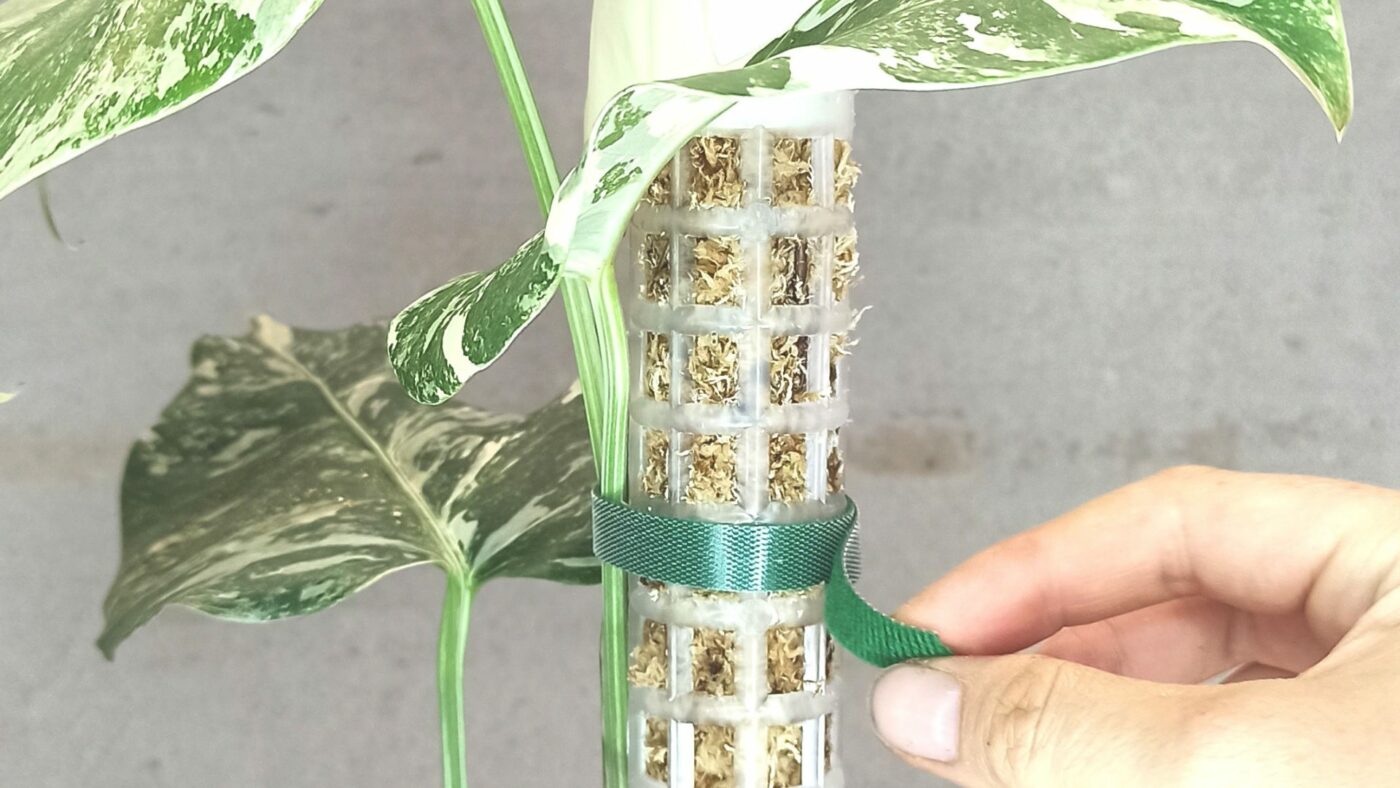 DIY : Comment fabriquer son tuteur en spaigne (moss pole)