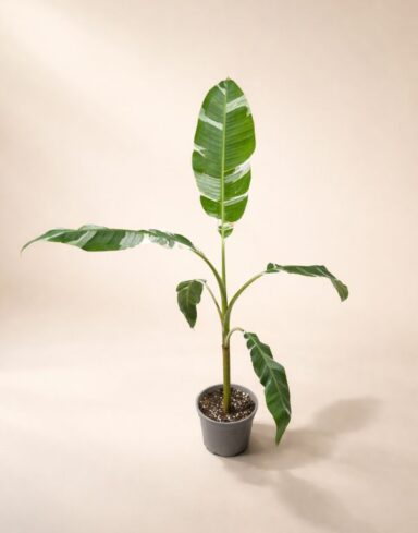 Musa Florida Variegata