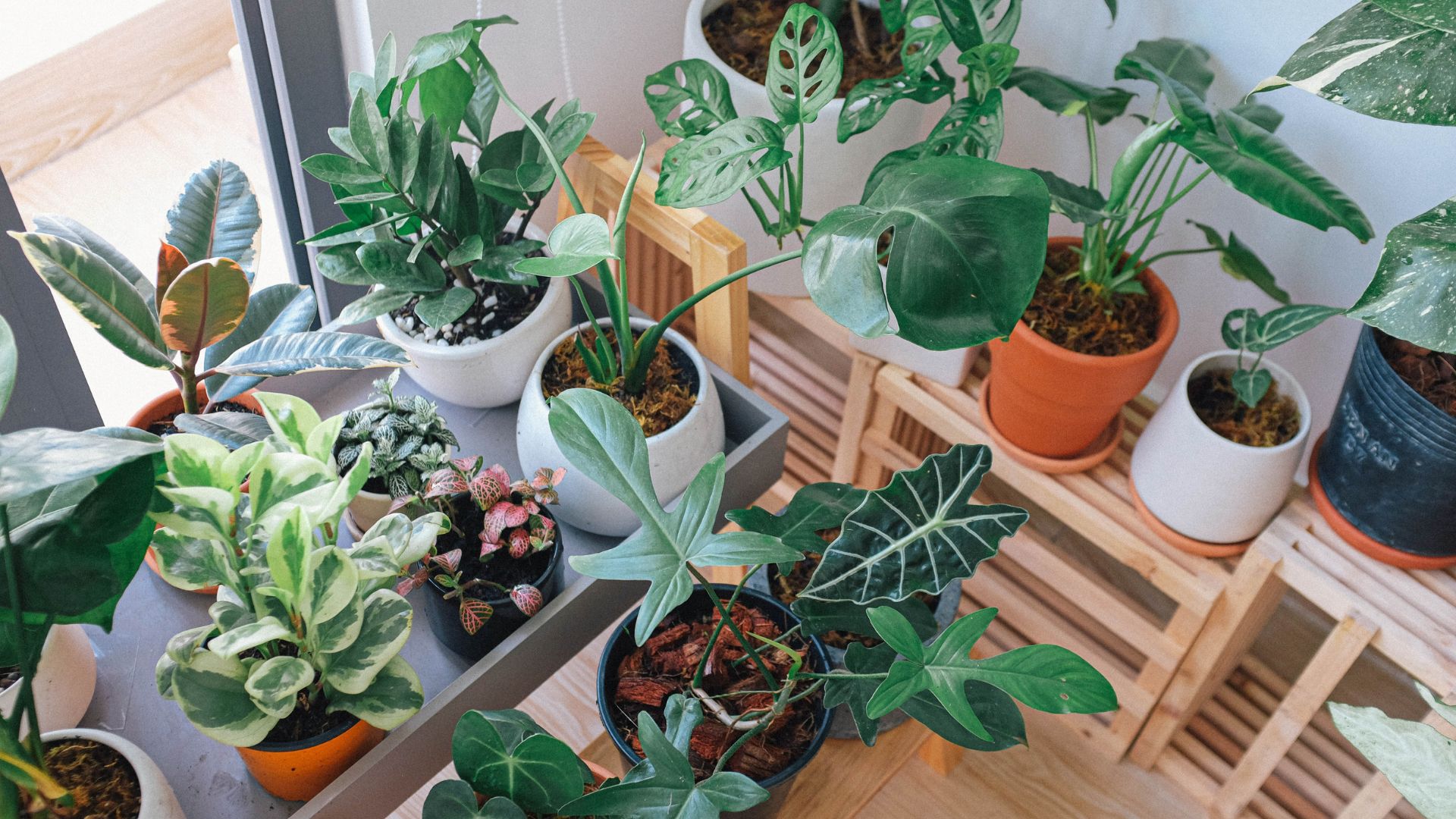 Les bienfaits des plantes d'intérieur