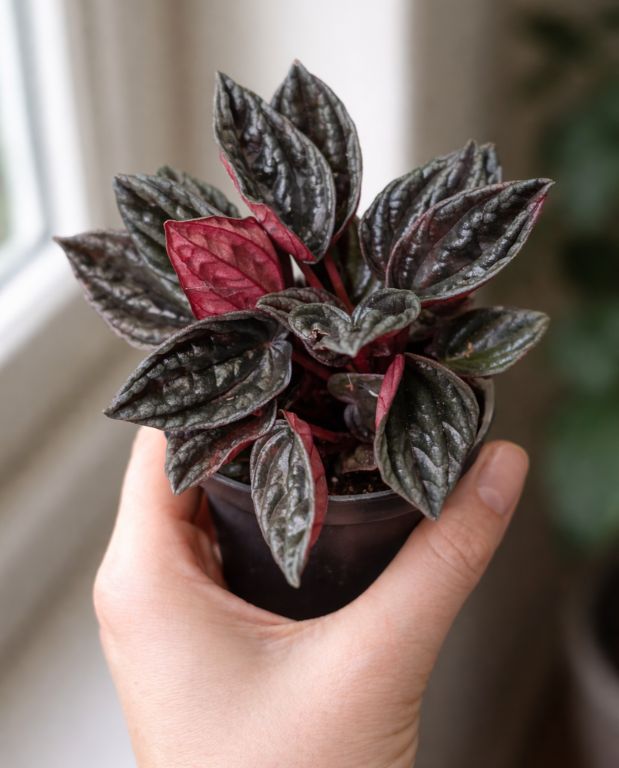 Peperomia caperata Montevideo