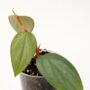 Philodendron Burle Marx Fantasy
