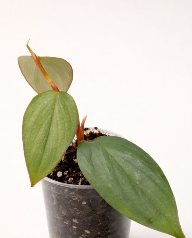 Philodendron Burle Marx Fantasy