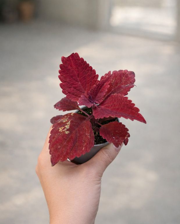 Coleus Second Street