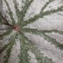 Begonia Looking Glass