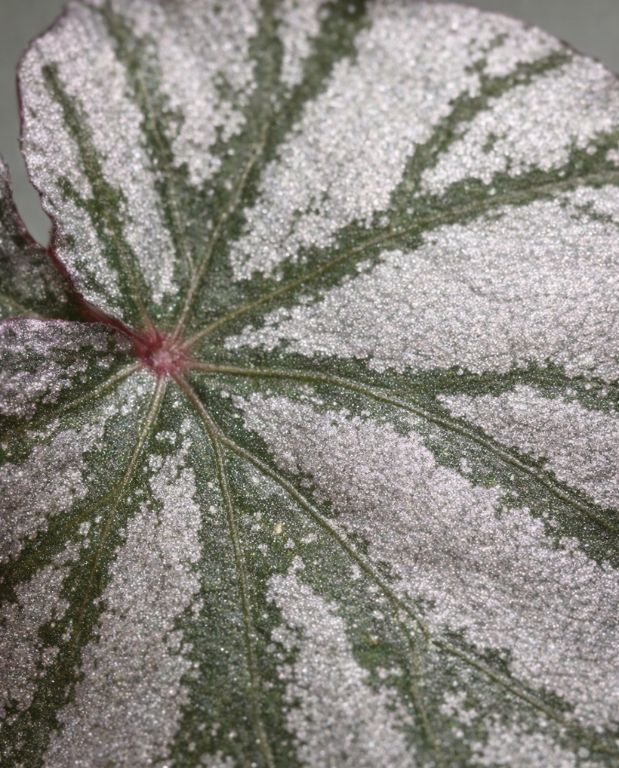 Begonia Looking Glass