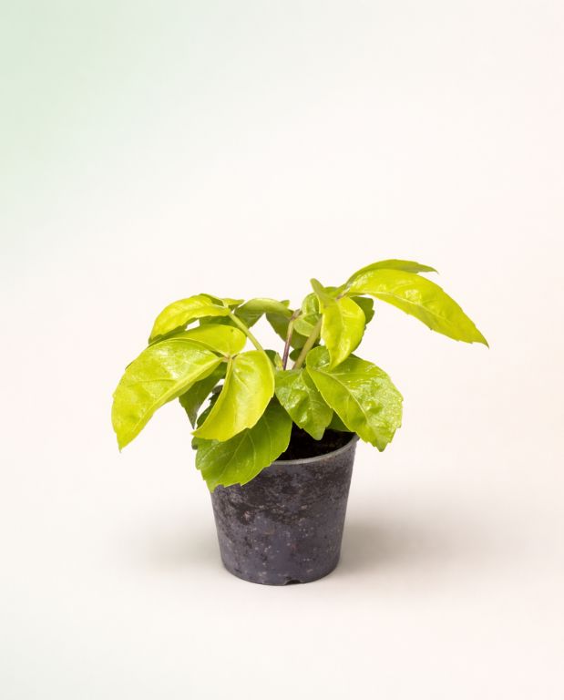 Schefflera Actinophylla Golden Amate