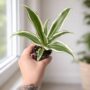 Dracaena Compacta White Jewel