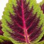 Coleus Ruby Road