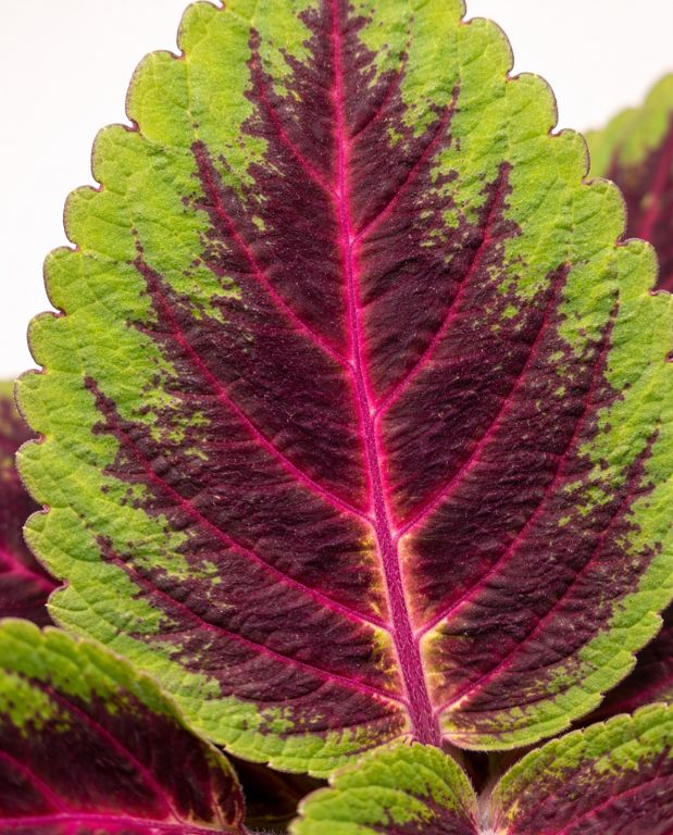 Coleus Ruby Road