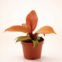 Philodendron McColley’s Finale