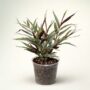 Zingiber Officinalis Alpinia Silver