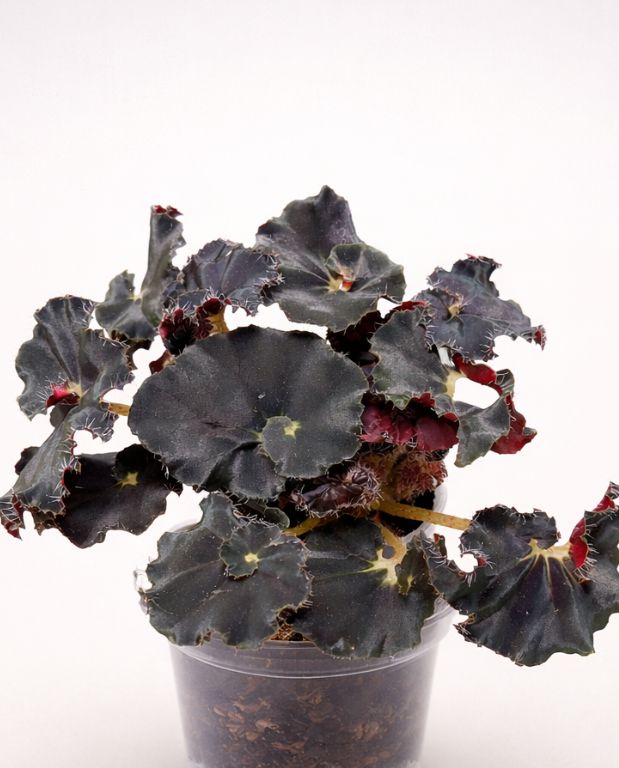 Begonia Dark Mambo