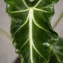 Alocasia Frydek Tattoo