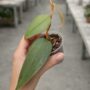 Philodendron Burle Marx Fantasy
