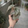 Begonia Looking Glass