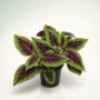 Coleus Ruby Road