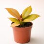 Philodendron McColley’s Finale
