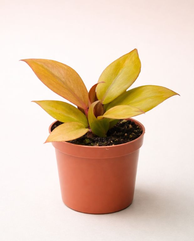 Philodendron McColley’s Finale