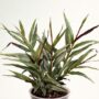 Zingiber Officinalis Alpinia Silver