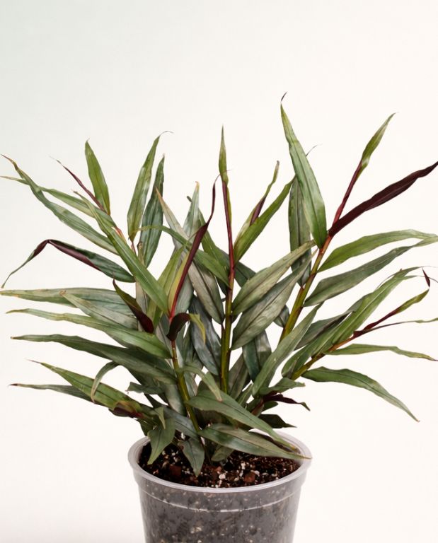 Zingiber Officinalis Alpinia Silver