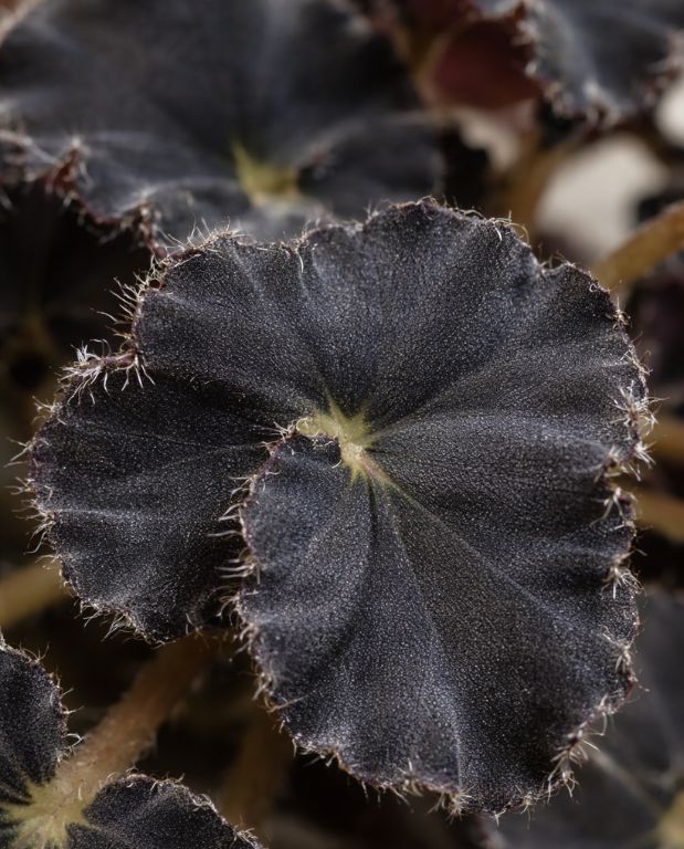 Begonia Dark Mambo