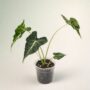Alocasia Frydek Tattoo