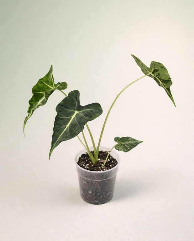 Alocasia Frydek Tattoo