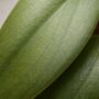 Philodendron Burle Marx Fantasy