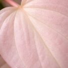Plantes roses