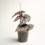 Begonia Looking Glass