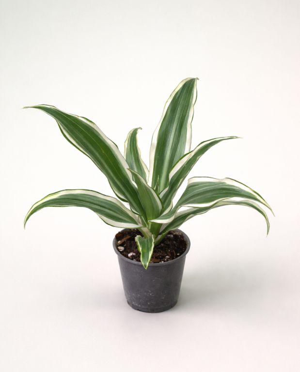 Dracaena Compacta White Jewel