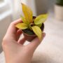 Philodendron McColley’s Finale